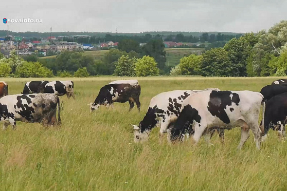 Любовь к молоку. Агрокурьер