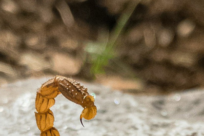 Мухи с "жалом скорпиона" атакуют российские города