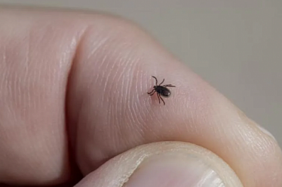 В Самарской области клещи покусали больше трех тысяч человек