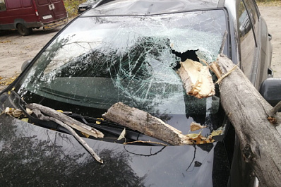 В Самаре упавшее дерево проломило стекло автомобиля