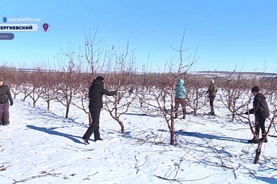 В садах агрохозяйства в Сергиевском районе работники приступили к весенней обрезке яблонь