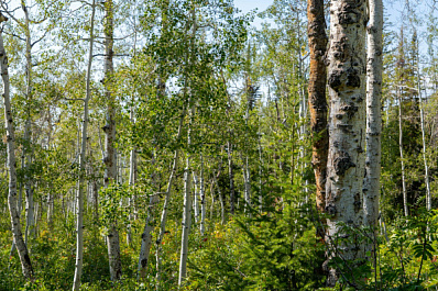 Предупреждение для аллергиков: в Самаре сохраняется высокая активность пыльцы