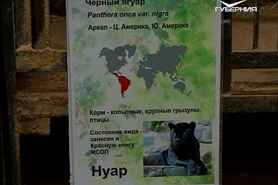 В Самарском зоопарке отметили день рождения ягуара