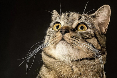 Педиатр рассказал, какое животное лучше завести ребенку