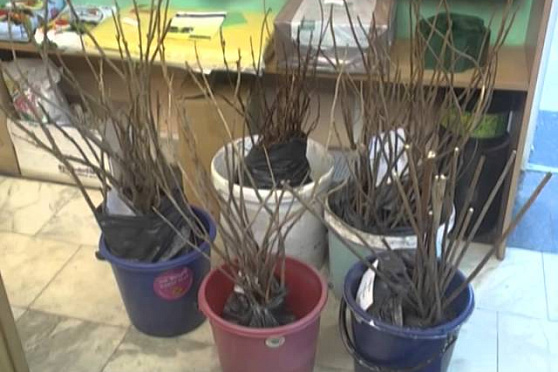 Дачные советы 10.04.2014