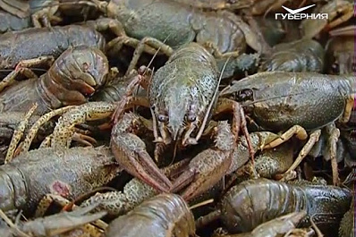 В Самарской области повысятся штрафы за нелегальную торговлю рыбой и раками