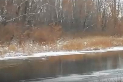 Самарцы просят спасти от гибели одинокого лебедя на замерзающей реке