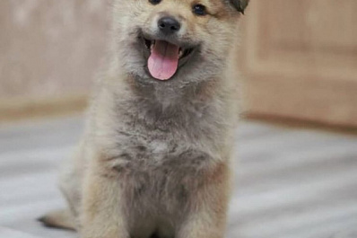 Голкипер "Крыльев Советов" помог собакам и кошкам из приюта