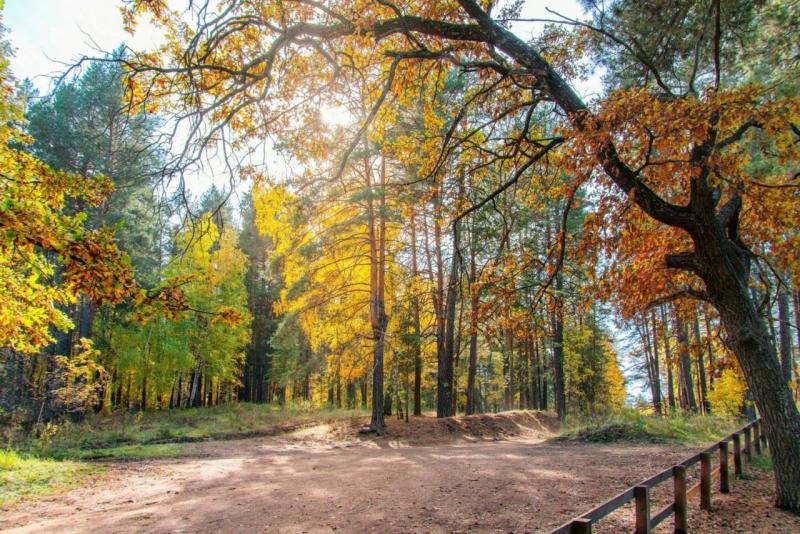 В Бузулукском бору открылся новый благоустроенный маршрут