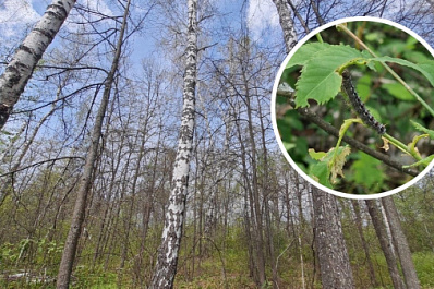 Гусеницы съели лес, мотыльки заполонили город: жители Ульяновска жалуются на нашествие насекомых