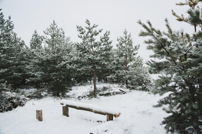 В Шенталинском районе браконьеры незаконно убили лося и двух косуль