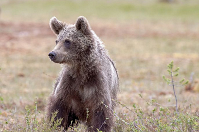 Хотят вернуть в природу: озвучена дальнейшая судьба найденного в Сибири трехмесячного медвежонка 