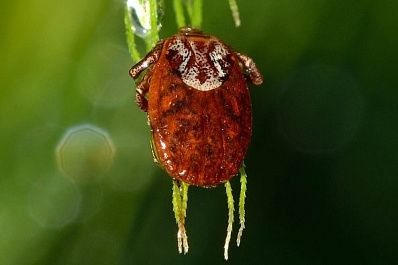 В Самарской области от укусов клещей пострадали еще 435 человек