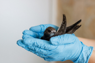 "Самарские стрижеспасатели" подали заявку на Всероссийский конкурс молодёжных проектов