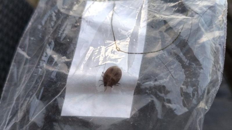 В Самарской области от укусов клещей пострадали 3754 человека