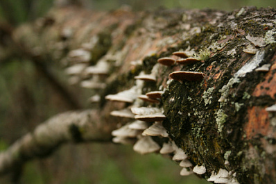 В ПФО обнаружили редкий гриб