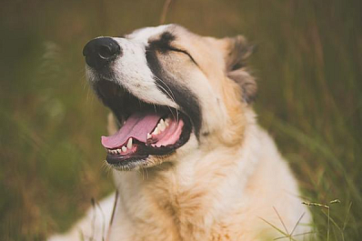Стало известно, из-за чего умер знаменитый алабай Кругетс