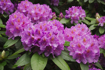 В России продолжается цветение уникальных растений