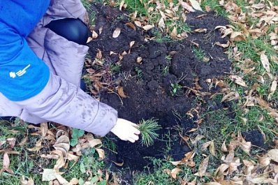 Новые аллеи украсят улицы сел Самарской области 