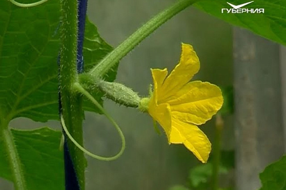 Удачные заметки 20.06.2017. Дачные советы, Травяной коктейль. Приманки для мух