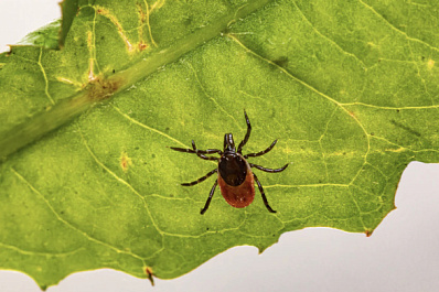 Самарцев предупредили о приближающимся сезоне клещей