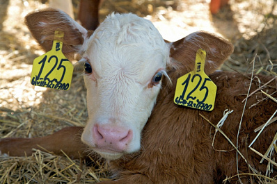 В Самарской области восемь фермеров стали победителями конкурса грантов "Агростартап-Регион"