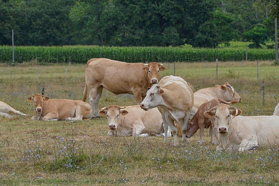 Почти 100 млн рублей получат семейные животноводческие фермы Самарской области