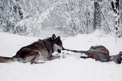 В Самарской Луке замечены волки