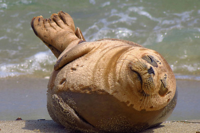 Осталась без матери: спасение и реабилитация ларги Тани