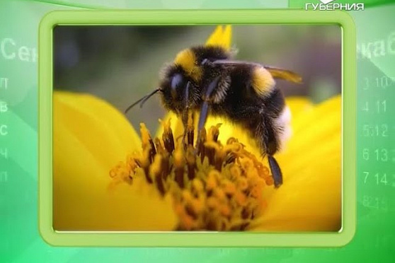 Календарь губернии 28.04.2016