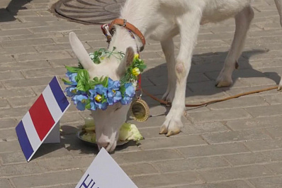 Коза Забияка предсказала победителя матча Коста-Рика - Сербия