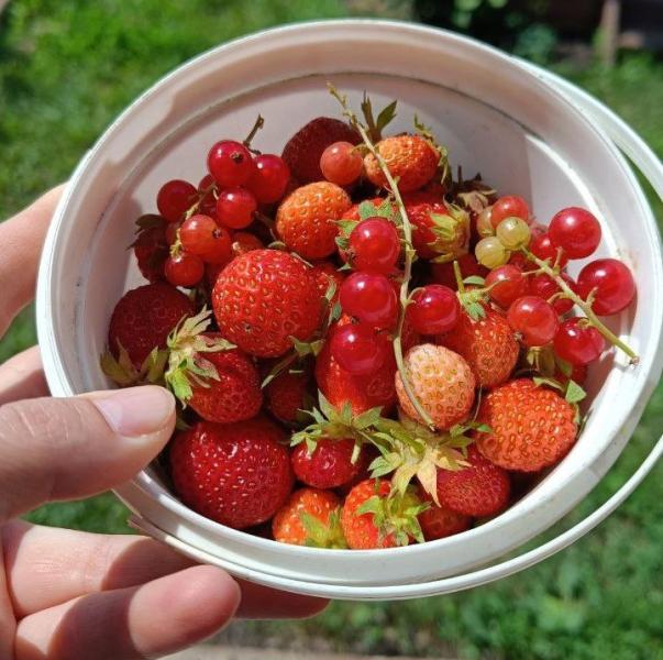 Самарский врач рассказал, почему красные ягоды вызывают аллергию