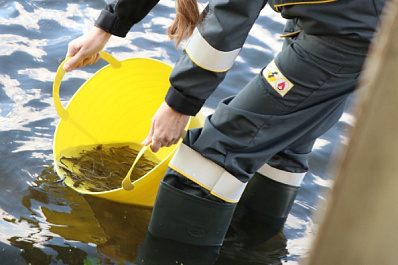 50 тысяч мальков сазана поселили в Волгу в районе Самары