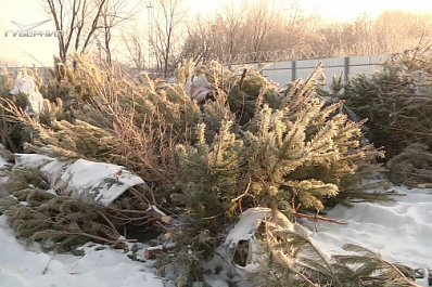 Куда уходят елки: первая партия щепы из новогодних деревьев отправилась в самарский конный клуб