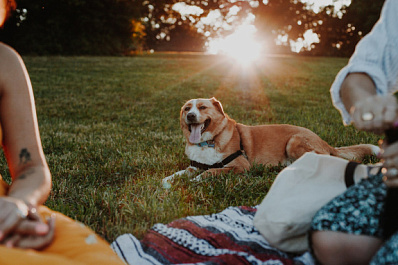 Кинолог рассказал, как подготовиться к пикнику с собакой