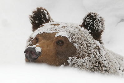 В новосибирском зоопарке проснулась пара бурых медведей 