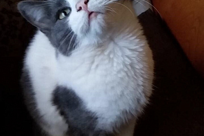 В Самарской области неизвестные выкинули кота из окна