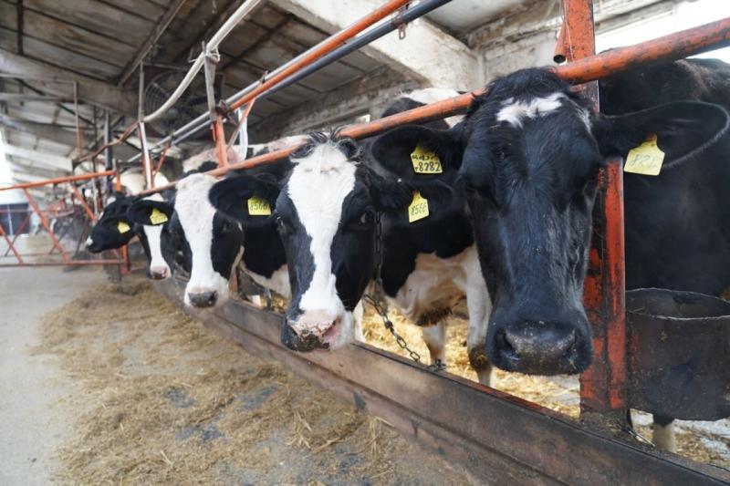 В Клявлинском районе возводят животноводческий комплекс