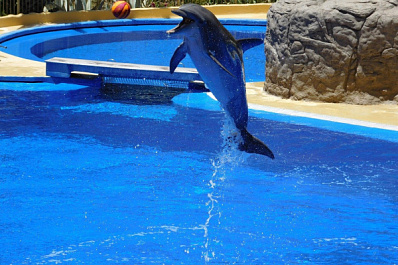 В Новосибирске для посетителей вновь открылся дельфинарий