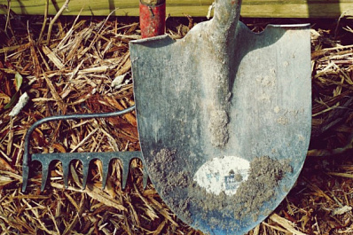 Активных людей приглашают принять участие в посадке леса в Тольятти