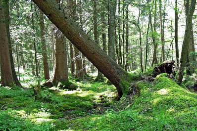В Тольятти дерево упало на машину и разбило кузов вдребезги