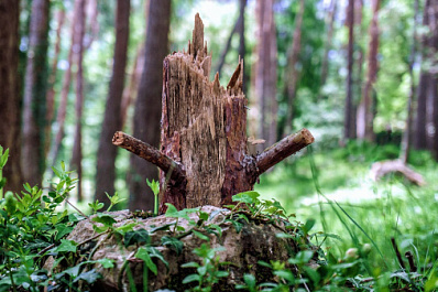 В Сызрани спиленное дерево едва не стало причиной трагедии