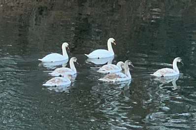 На реке в Самарской области заметили стаю лебедей   