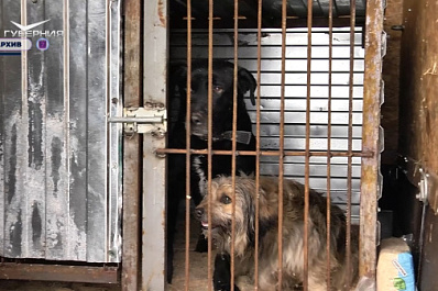 В Самарской области обсудили поправки в региональный закон по обращению с безнадзорными животными