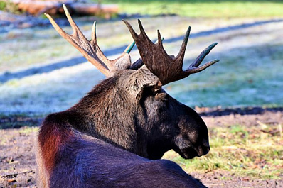 В Тольятти на Волге заметили плавающего лося