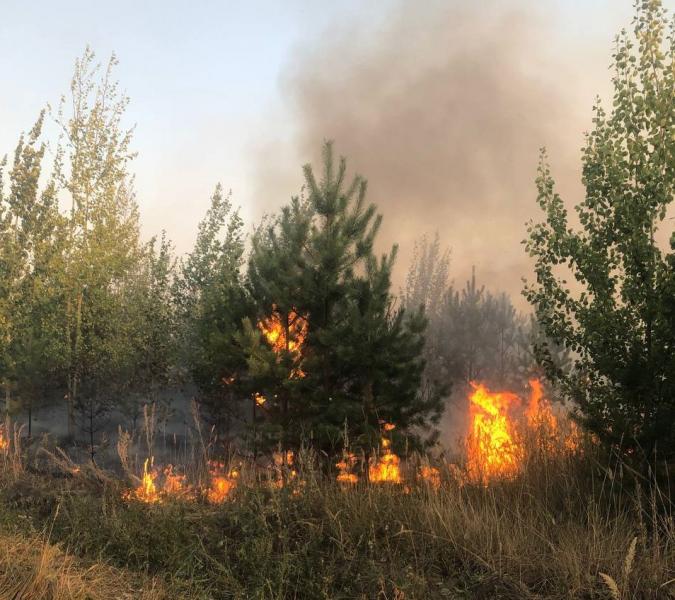 Причиной крупного лесного пожара в Тольятти мог стать поджог