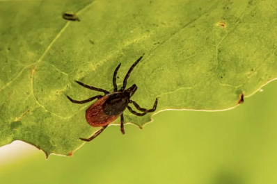 В Самарской области от укусов клещей пострадали 2395 человек