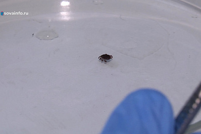 Самарцам рассказали, как в регионе изучают клещей на наличие вирусов