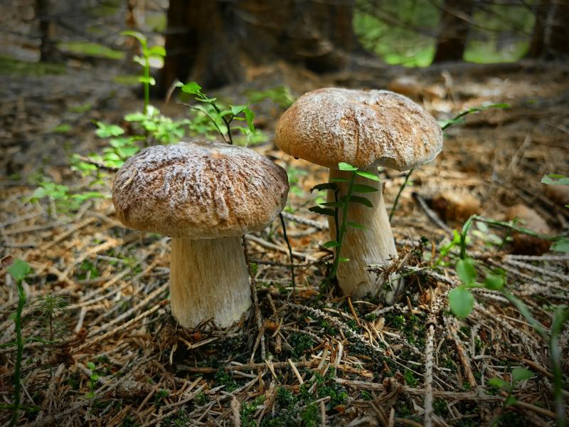 Погода на 4 сентября 2025 года: народные приметы и прогноз синоптиков