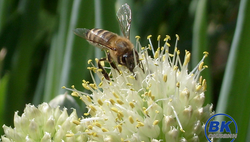24 апреля в истории и архиве "ВК"